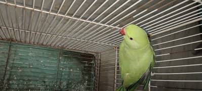 ringneck parrot 0