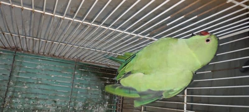 ringneck parrot 2