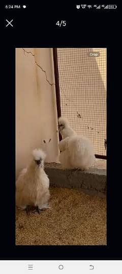 silkie male females