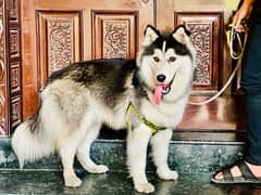 Siberian huksy male for stud / husky Dog / High Quality Male