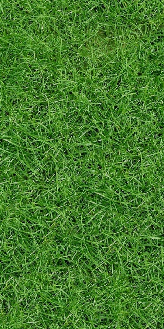 Artificial Grass / Astro truf / Grass /Roof grass / Grass Carpet 5