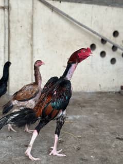 aseel imported breeder pair