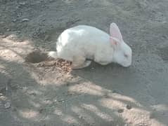 rabbit for sale male or female available ha 7 rabbit only 1800