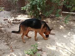 Pure German shepherd Male 0