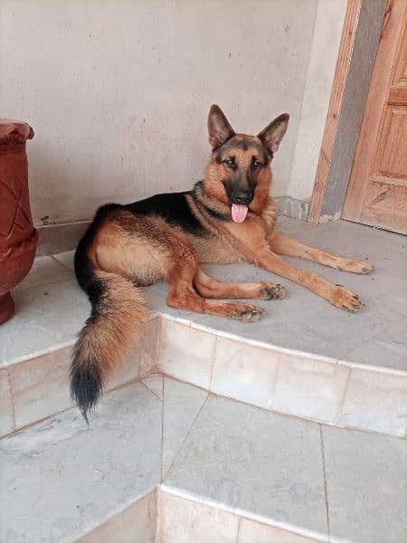 Pure German shepherd Male 1