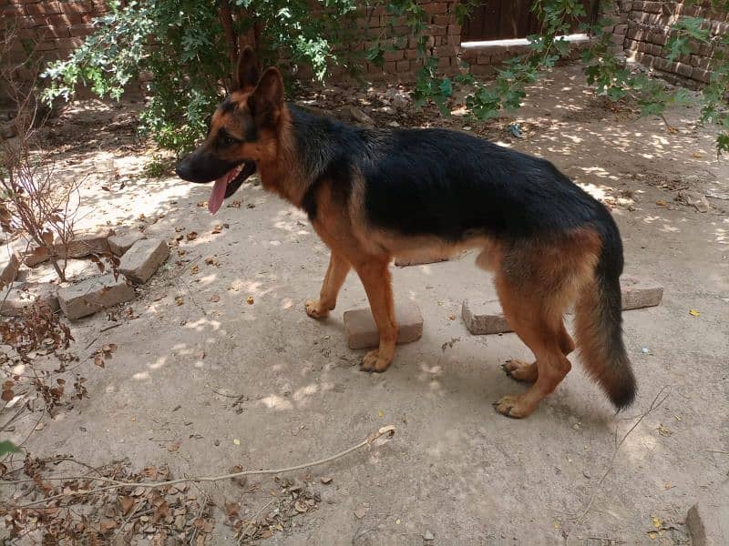 Pure German shepherd Male 8