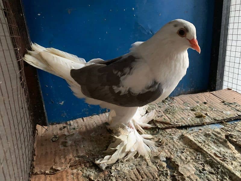 Mix Fancy pigeons 0