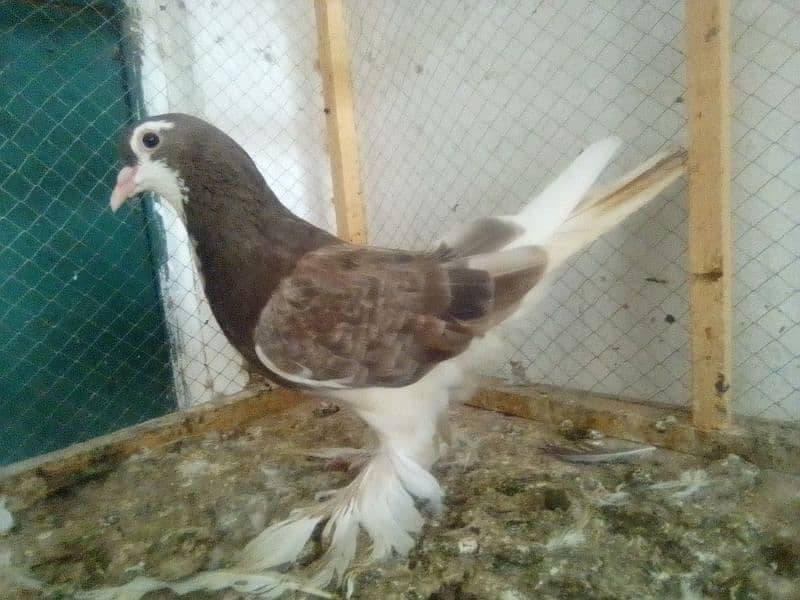 Mix Fancy pigeons 1