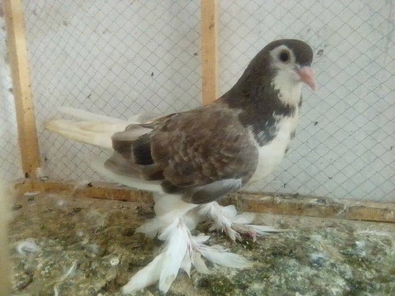 Mix Fancy pigeons 2