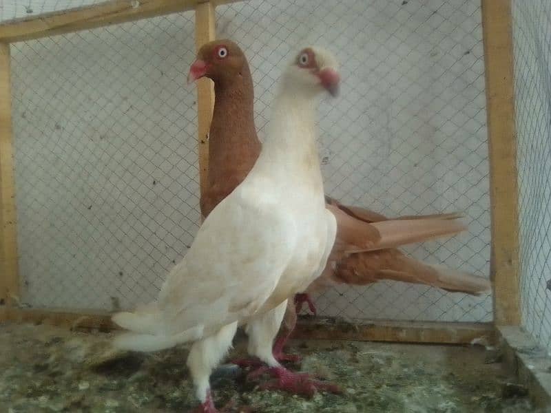 Mix Fancy pigeons 5