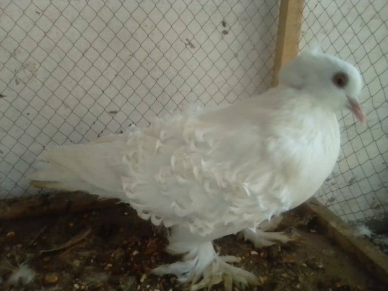 Mix Fancy pigeons 9