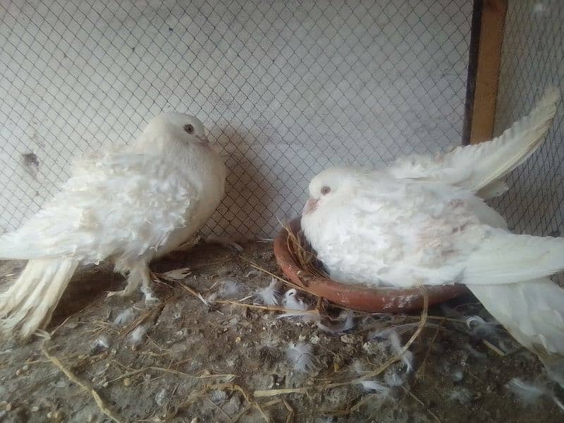 Mix Fancy pigeons 12