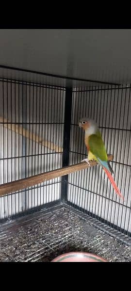 Pineapple Conure 1