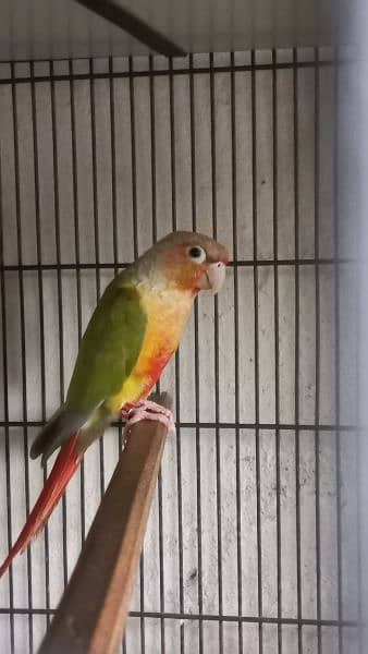 Pineapple Conure 3