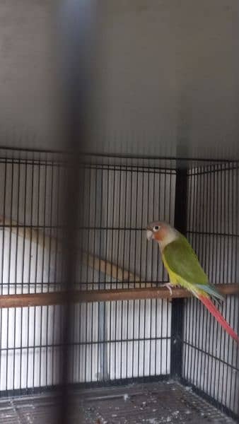 Pineapple Conure 5