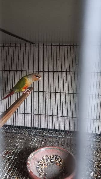 Pineapple Conure 6