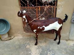 pure bital Punjab for sale 03132498370