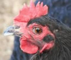 australorp hens pair pure black original with geranty 7000 pair