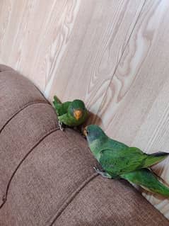 parrots for sale 0