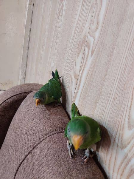 parrots for sale 1