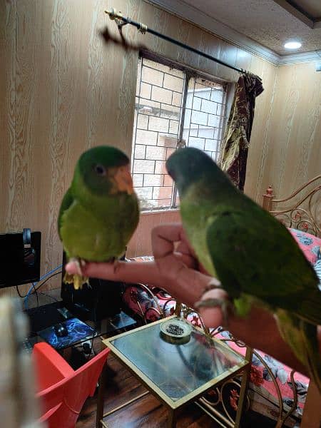 parrots for sale 2