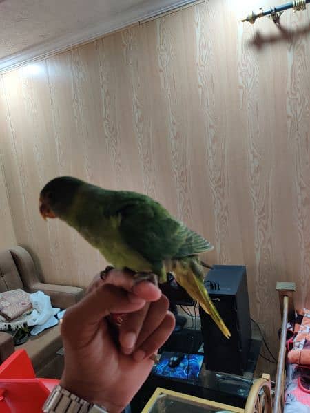 parrots for sale 4