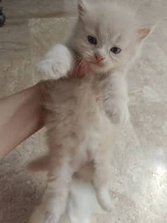 Persian kitten 0