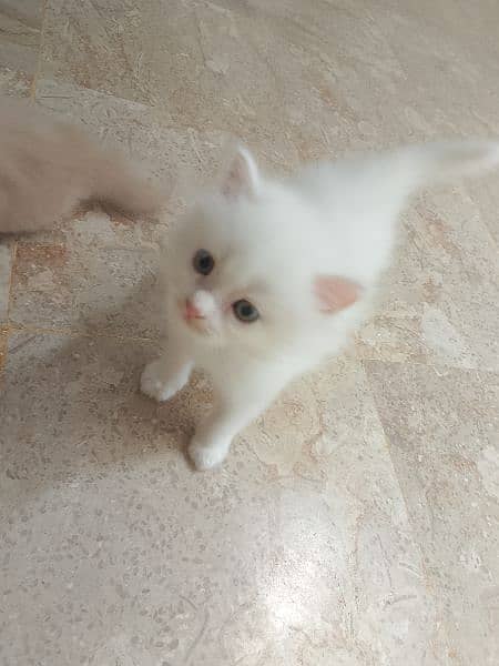 Persian kitten 8