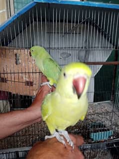 clean and hand feeded ringneck