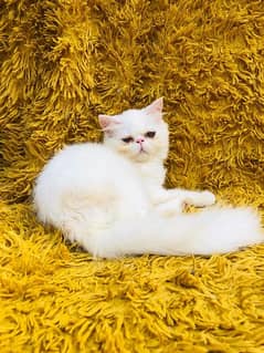 Persian peki pair for sale 0