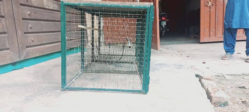 Bird Cage 3