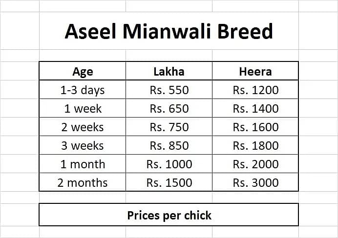 Mianwali Aseel Chicks of Heera & Lakha, fertile eggs, pathay pathian 7