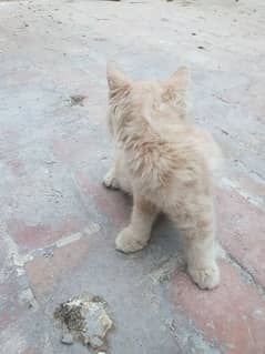 Persian cross Kitten