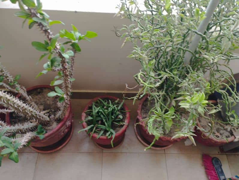 11 plants and pots for sale 1