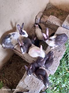 Rabbits for sale  total 28 rabbits