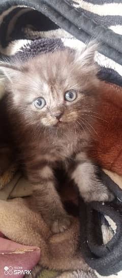 grey , white and dark brown color mix kitten