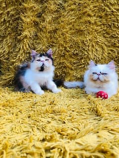 Persian peki female kitten for sale