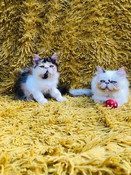 Persian peki female kitten for sale 1