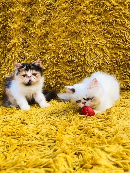 Persian peki female kitten for sale 8