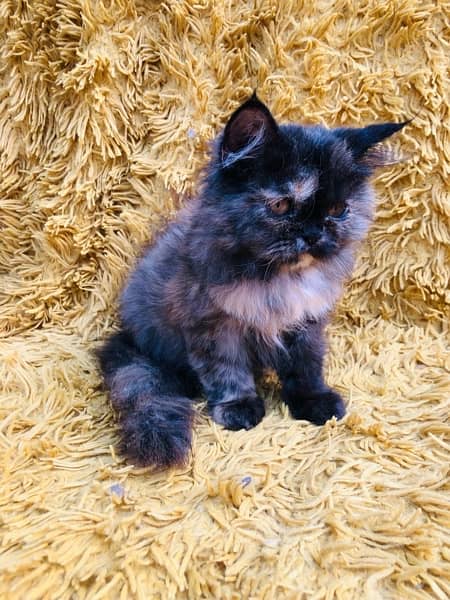 Persian peki female kitten for sale 12