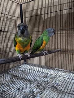 African sengal pair for sale 0