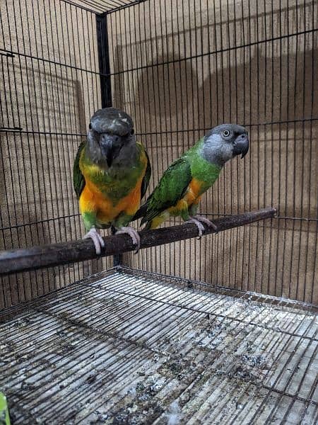 African sengal pair for sale 4