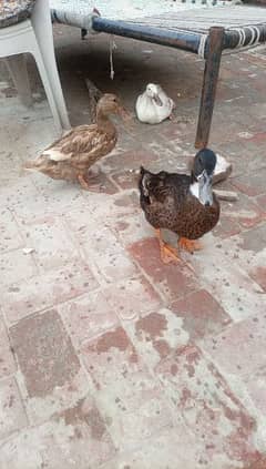 3 Ducks