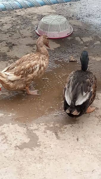 3 Ducks 1