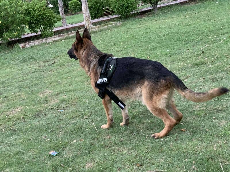 *German shepherd adult king size male
available for sale 
Confirm stud 1