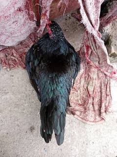 Aseel Pure Black hen 0