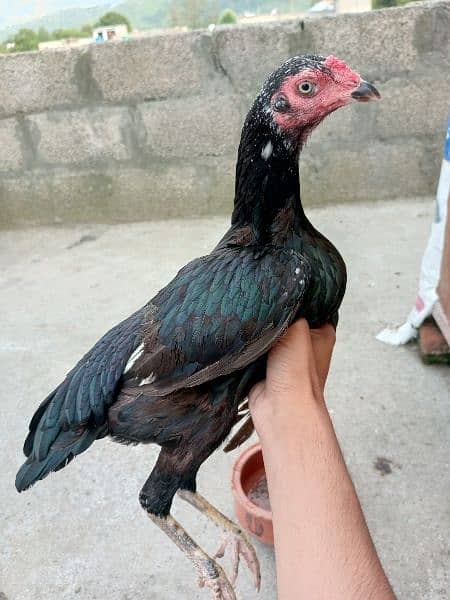 Aseel Pure Black hen 3