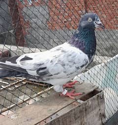 pigeon