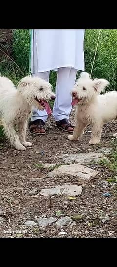 beautiful Russian poodle pair available