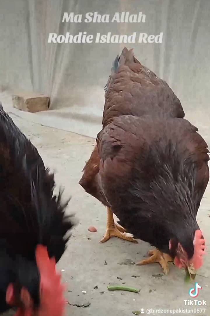 Ma Sha Allah Heritage Australorp and Rir Eggs 3